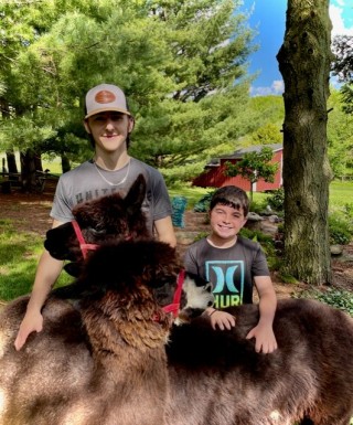 Boy with alpacas