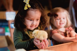 Baby Chicks