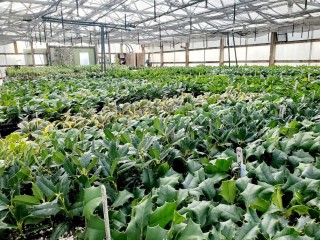 Holly Cuttings in Greenhouse