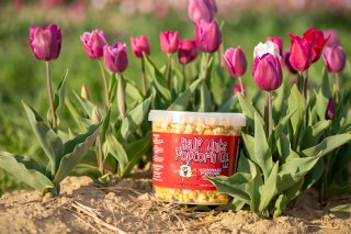 HNP Tulip Field