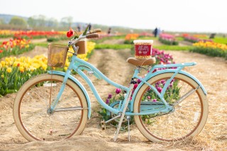 Bike Tulip Field