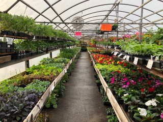 Dottie's Greenhouse