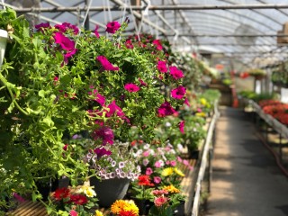 Spring at Dottie's Greenhouse