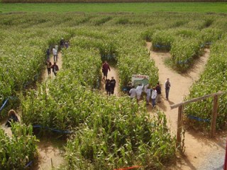 Maize Quest