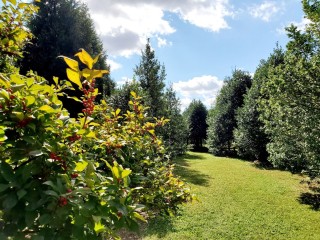 Holly Orchard