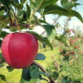 Apple on Tree