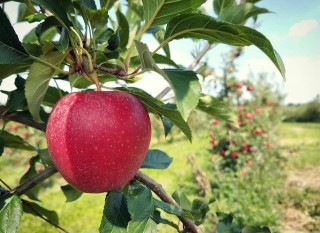 Apple on Tree