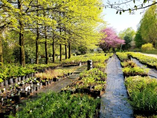 nursery plant stock