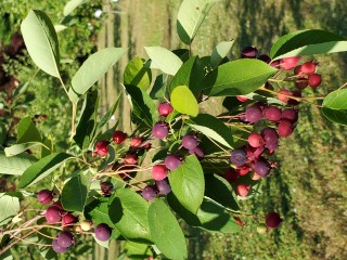 serviceberries