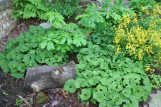 Native Plants