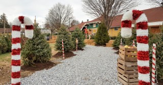Strathmeyer Christmas Trees